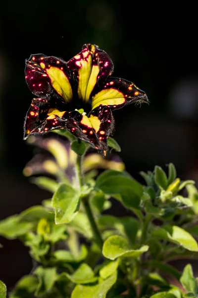 Siyah Arka Planda Petunya Çiçeğinin Yakın Plan Fotoğrafı — Stok fotoğraf