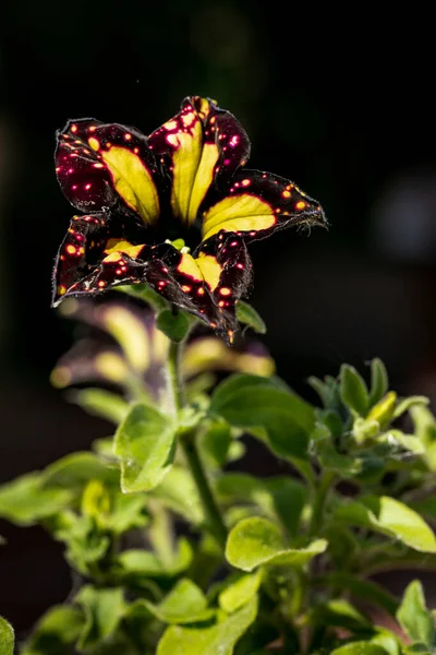 Närbild Foto Petunia Blomma Svart Bakgrund — Stockfoto