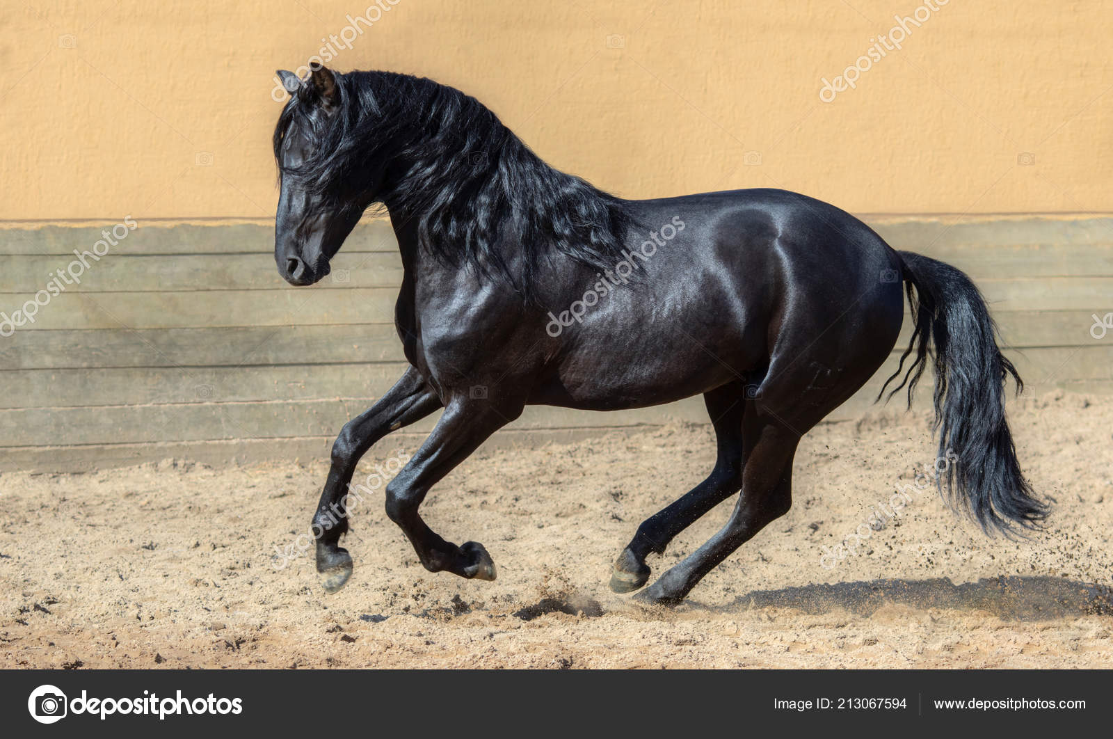 Cheval Noir Images Libres De Droit Photos De Cheval Noir Depositphotos