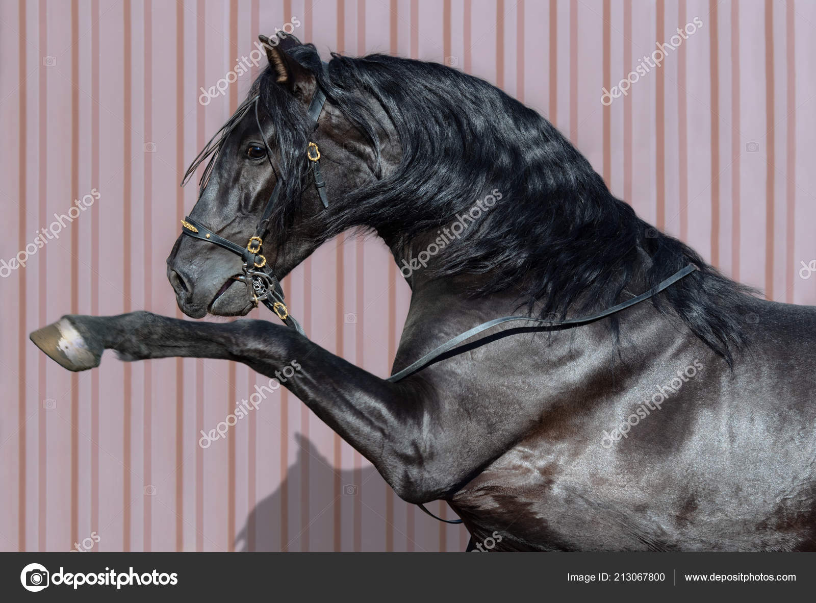 Cheval 2025 noir espagnol
