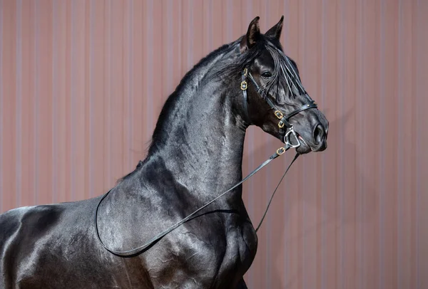 ストライプの背景に黒いスペイン馬の肖像 — ストック写真