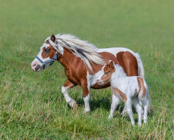 アメリカのミニチュア馬 Skewbald 馬と子馬夏の草原に — ストック写真