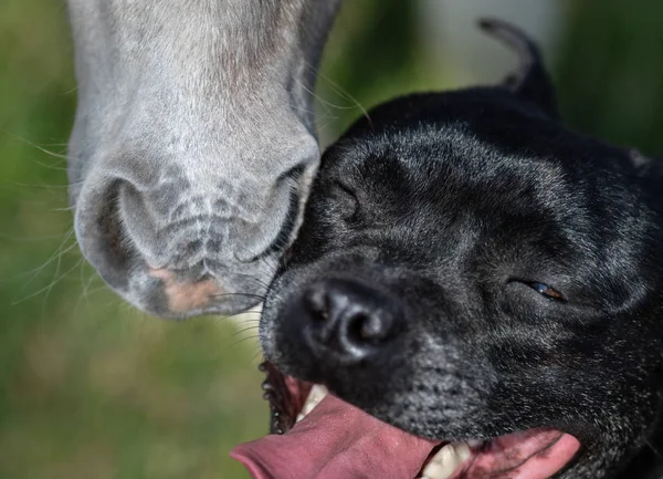 American Miniature Horse Źrebię Staffy Pies Komunikacji Skrajny Zbliżenie Pojęcie — Zdjęcie stockowe