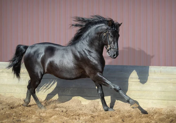 Magnifique Cheval Noir Andalou Courant Dans Paddock Coucher Soleil — Photo