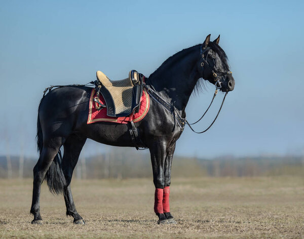 Портрет черной испанской лошади с португальским седлом на весеннем поле
.