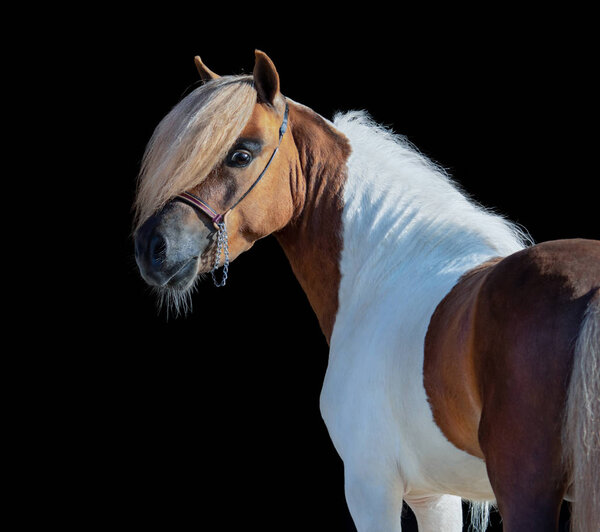 Skewbald American Miniature Horse looking back on black background.