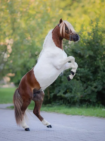 Skewbald Hodowli Amerykańskich Miniaturowy Koń Tle Natura Portret Całego Ciała — Zdjęcie stockowe