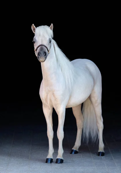 Полный Портрет Паломино Американской Миниатюрной Лошади Изолированный Черном Фоне — стоковое фото