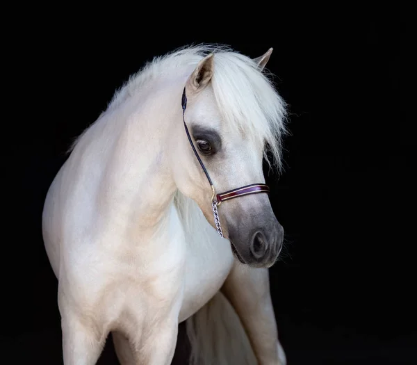 Retrato Primer Plano Del Caballo Miniatura Americano Palomino Sobre Fondo —  Fotos de Stock