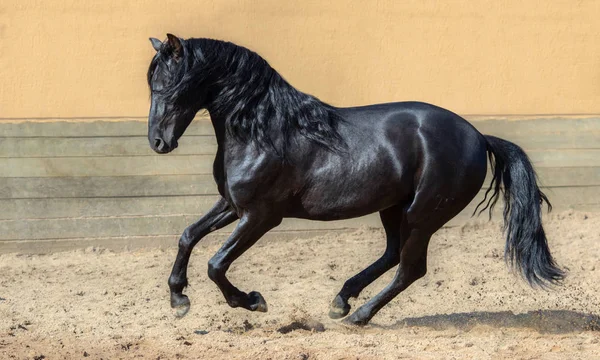 chevaux noire