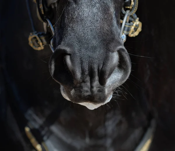Нос Андалузской Лошади Темных Тонах Закрыть — стоковое фото
