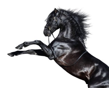 Black Andalusian horse rearing on white background. clipart