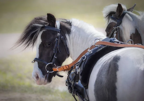 Carriage driving American miniature horses. Skewbald horse looking back.