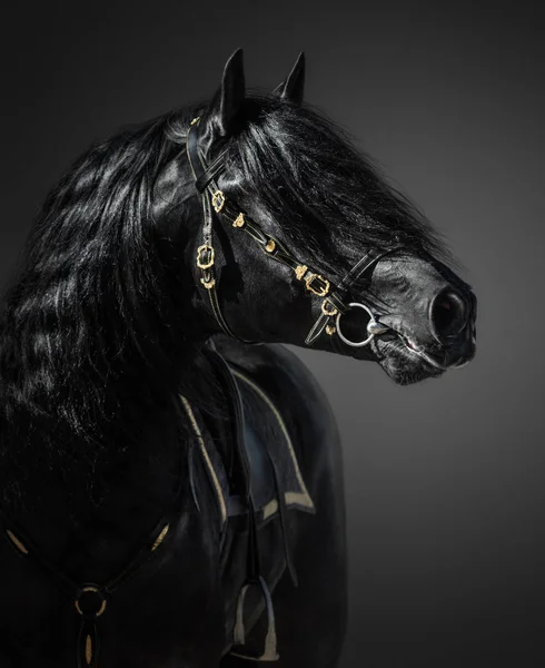 Caballo Español Pura Brida Barroca Portuguesa Sobre Fondo Oscuro — Foto de Stock