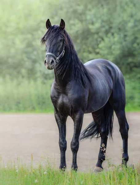 Portret Całe Ciało Czarny Stoi Koń Andaluzyjski — Zdjęcie stockowe
