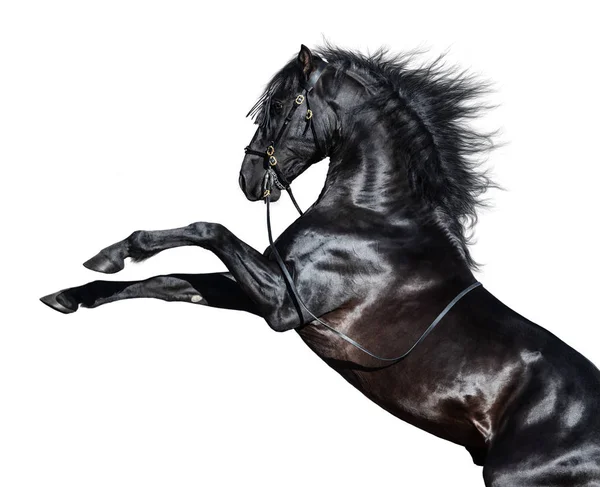 Black Andalusian Horse Rearing White Background — Stock Photo, Image