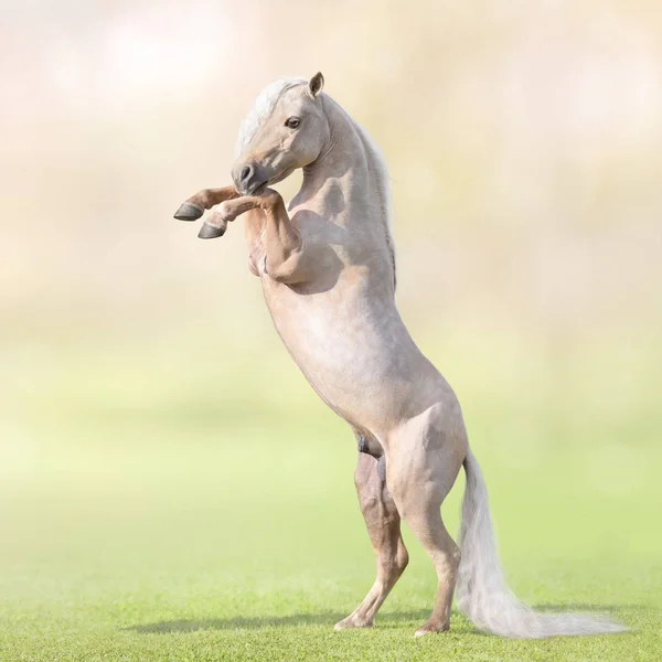 Americký Miniaturní Kůň Palomino Dlouhým Bílým Ocasem Chovu Trávě — Stock fotografie