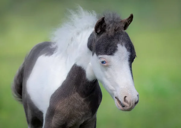 アメリカのミニチュア馬 肖像画は緑背景をぼかした写真の青い目のピントの子馬のクローズ アップ — ストック写真