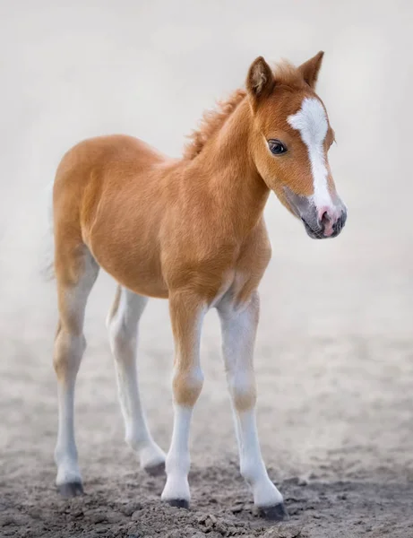 Cavallo Miniatura Americano Ritratto Puledro Castagno Con Marchio Viso Ardente — Foto Stock