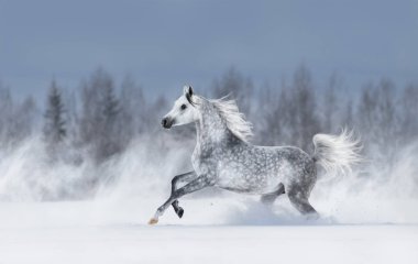Safkan gri Arap atı karlı kış tarlada blizzard sırasında dört nala gidiyorum. Yan görünüm.
