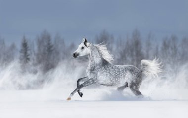 Purebred grey arabian horse galloping during blizzard across winter snowy field. Side view. clipart