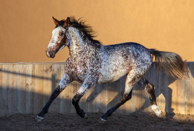 Beautiful rarity unique color appaloosa. Crossbreed between Appaloosa and Andalusian horse.  clipart
