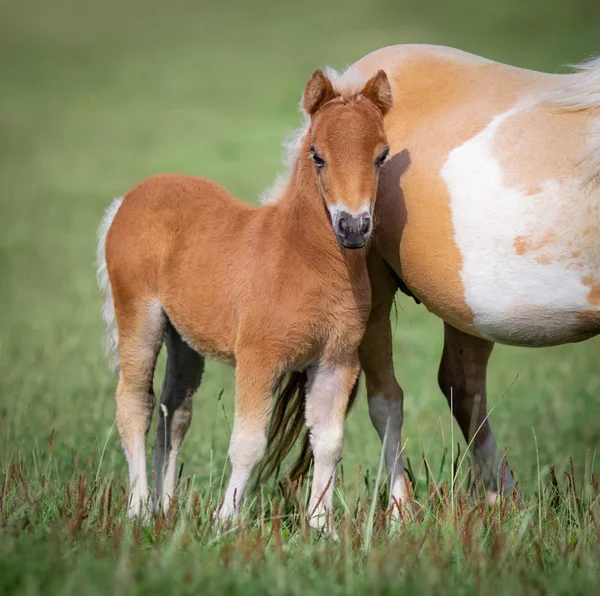 Amerikanisches Miniaturpferd Fohlen Mit Seiner Stute Auf Der Grünen Wiese — Stockfoto