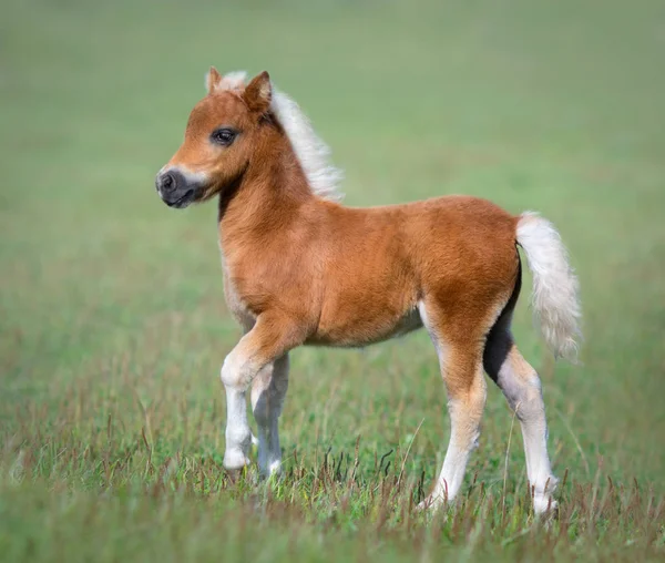 Americký Miniaturní Kůň Hříbátko Zelené Louce — Stock fotografie