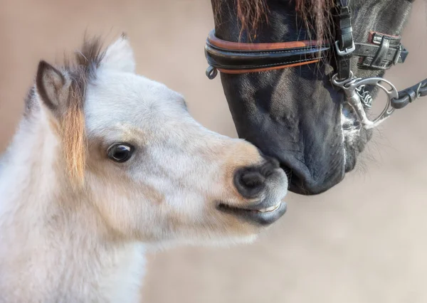 Nahaufnahme Porträt Großes Andalusisches Pferd Und Amerikanisches Miniaturpferd Konzept Zur — Stockfoto