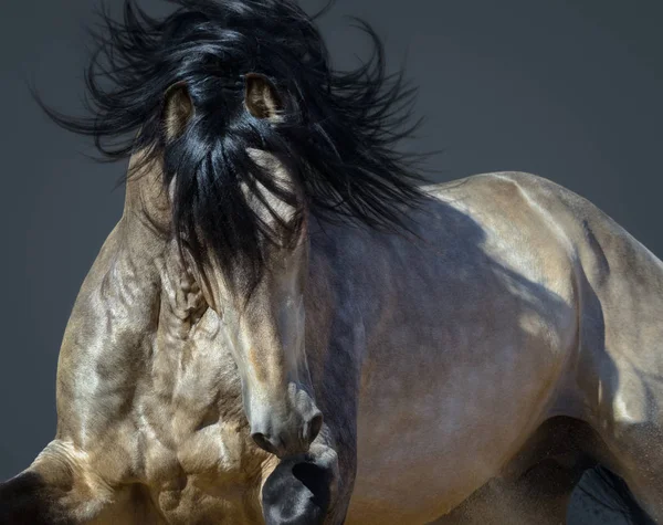 Portret Van Bewegende Golden Dun Rasechte Andalousische Paard — Stockfoto