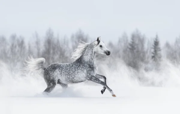 灰色的阿拉伯马在暴风雪中疾驰而过的冬雪场 侧视图 — 图库照片