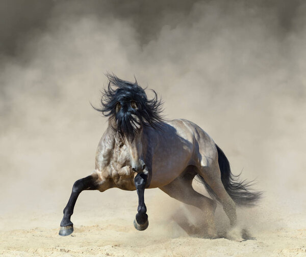 Purebred Andalusian horse playing on sand in paddock in dust.