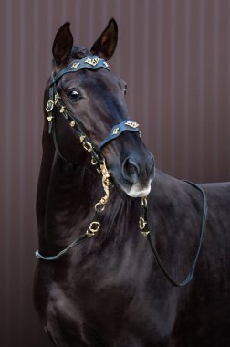 Kahverengi Lusitano at üzerinde çizgili arka plan barok dizgin içinde portresi.