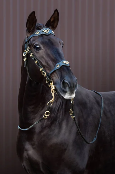 Portret Van Bruin Lusitano Paard Barokke Hoofdstel Gestreepte Achtergrond — Stockfoto