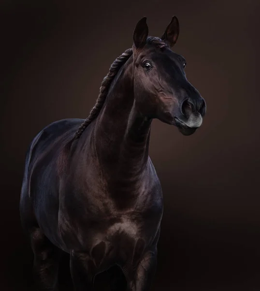 Calul Broun Lusitano Fundal Maro Închis Portret Studio Aproape — Fotografie, imagine de stoc