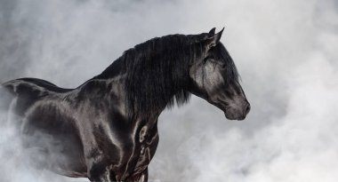 Portrait of black Pura Spanish stallion in light smoke. clipart