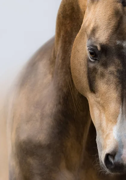 Retrato Close Vertical Akhalteke Cavalo Couro Ouro — Fotografia de Stock