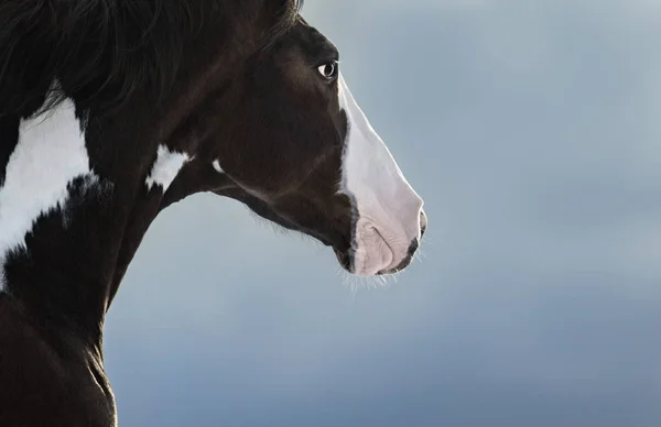 Cavalo Pintura Americano Retrato Close Sobre Fundo Azul Escuro Vista — Fotografia de Stock