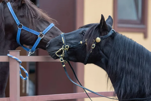 两匹西班牙马在马厩的肖像 两只种马认识了对方 — 图库照片