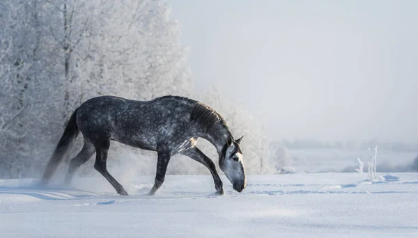 Spanish Gray Horse Walks Freedom Winter Time Side View — Stock Photo, Image