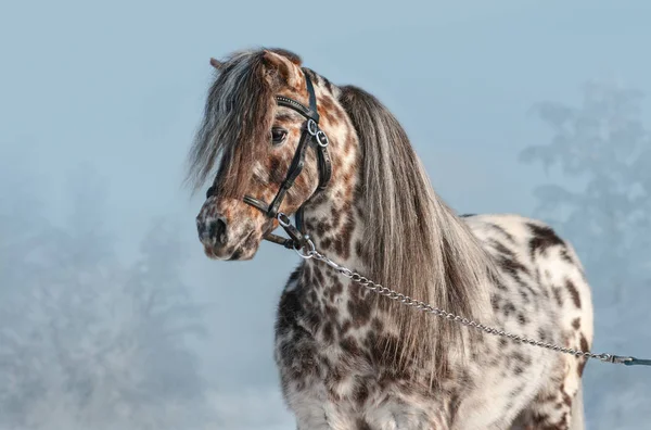 冬時間で黒いホールターのアパルーサ ミニチュア馬の水平の肖像 — ストック写真