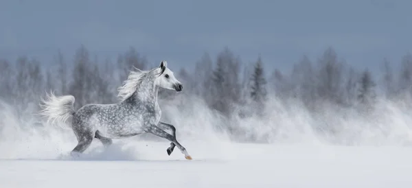 美丽的冬季全景景观 美丽的灰色阿拉伯马疾驰在暴风雪领域的暴风雪 — 图库照片