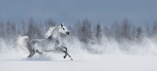 Hermoso Paisaje Panorámico Invierno Bastante Gris Caballo Árabe Galopando Durante —  Fotos de Stock