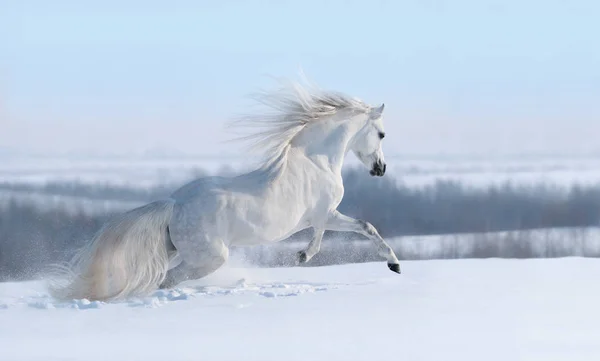 Bellissimo Paesaggio Panoramico Invernale Cavallo Bianco Con Criniera Lunga Galoppa — Foto Stock