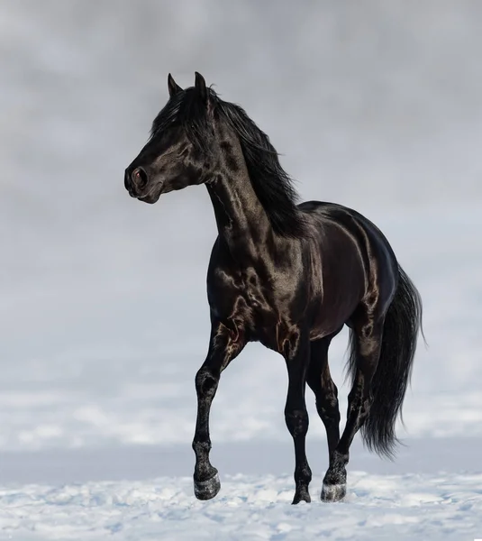 Schwarzes Andalusisches Pferd Trabt Auf Schneebedeckter Wiese Mit Blauem Naturhintergrund — Stockfoto