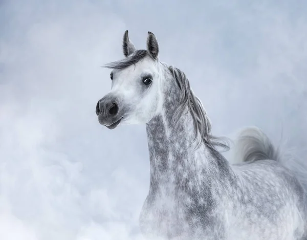 轻烟中的 Dapple Dray Arabian 马的肖像 — 图库照片
