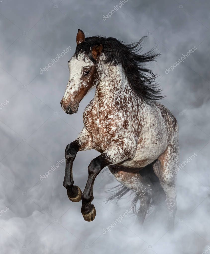 Crossbreed Appaloosa Andalusian Horse Rearing Light Smoke — Stock Photo