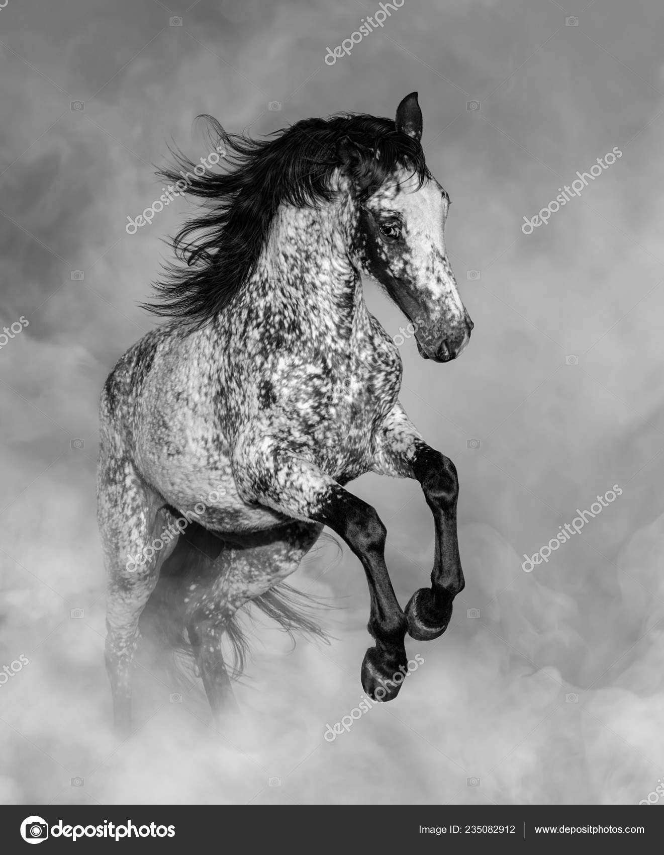 Um cavalo com uma mancha branca na cabeça está parado em frente a um fundo  branco.