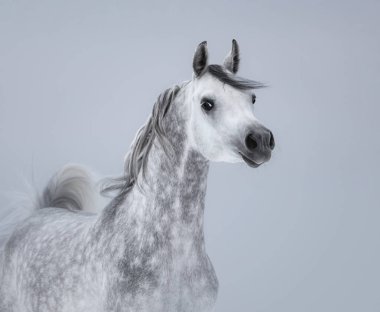 Alaca yük arabası Arap atı ışık gri arka plan üzerinde portresi.