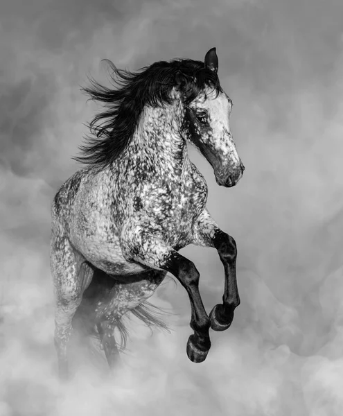 光の煙でアパルーサ馬の黒と白の肖像画 — ストック写真
